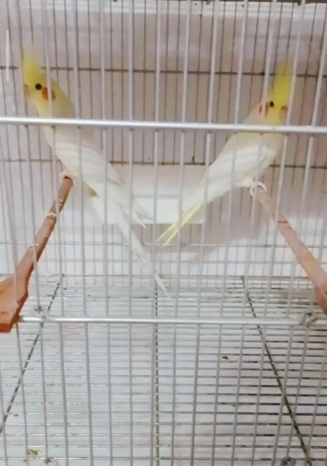 یک جفت عروس هلندی کارداده دستی|پرنده|آران و بیدگل, |دیوار