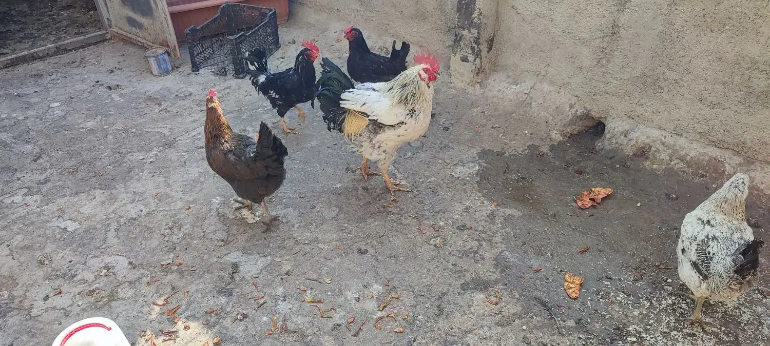 مرغ وخروس|حیوانات مزرعه|شهریار, رضی آباد بالا|دیوار