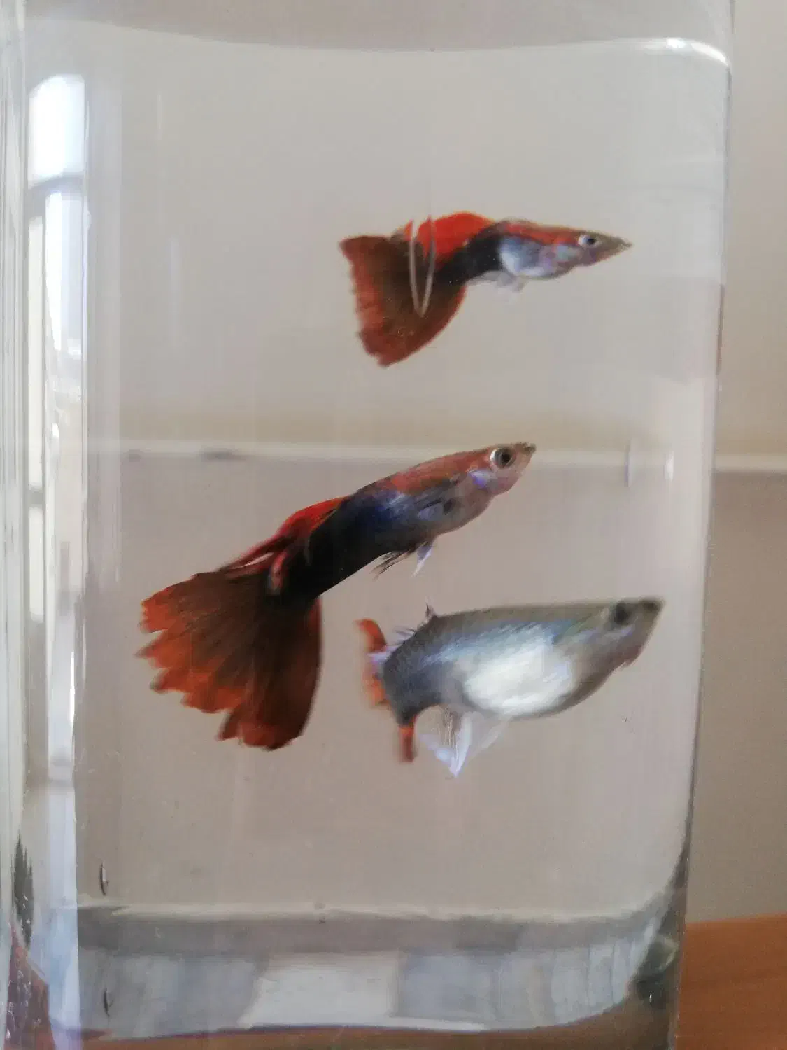 ماهی گوپی و فایتر یکجا|ماهی|تبریز, |دیوار