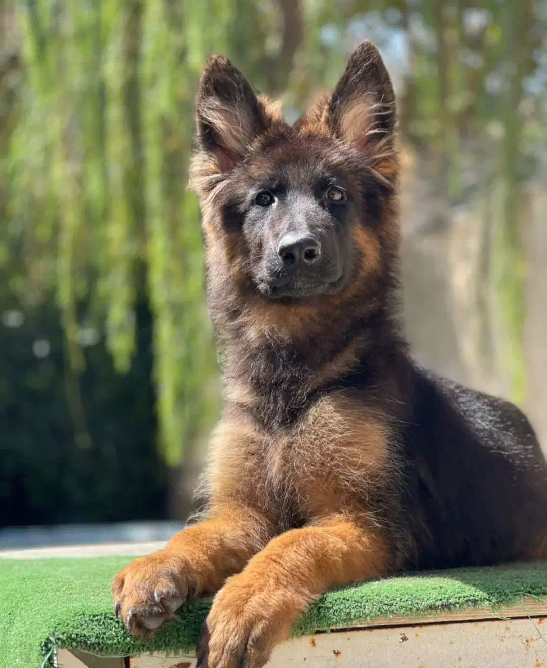 فروش سگ ژرمن شپرد ماده ۶ ماه|سگ|کرمان, |دیوار