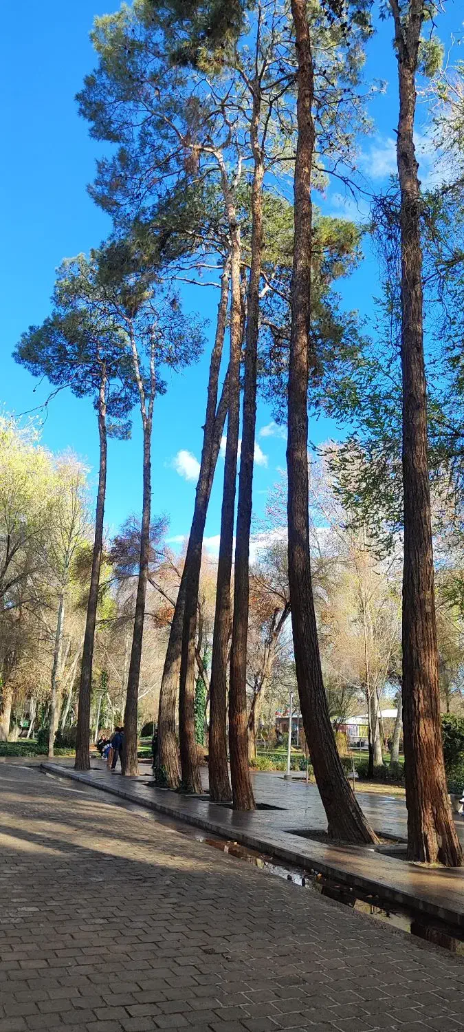 خرید درخت و هرس|خدمات باغبانی و درختکاری|اسکو, |دیوار