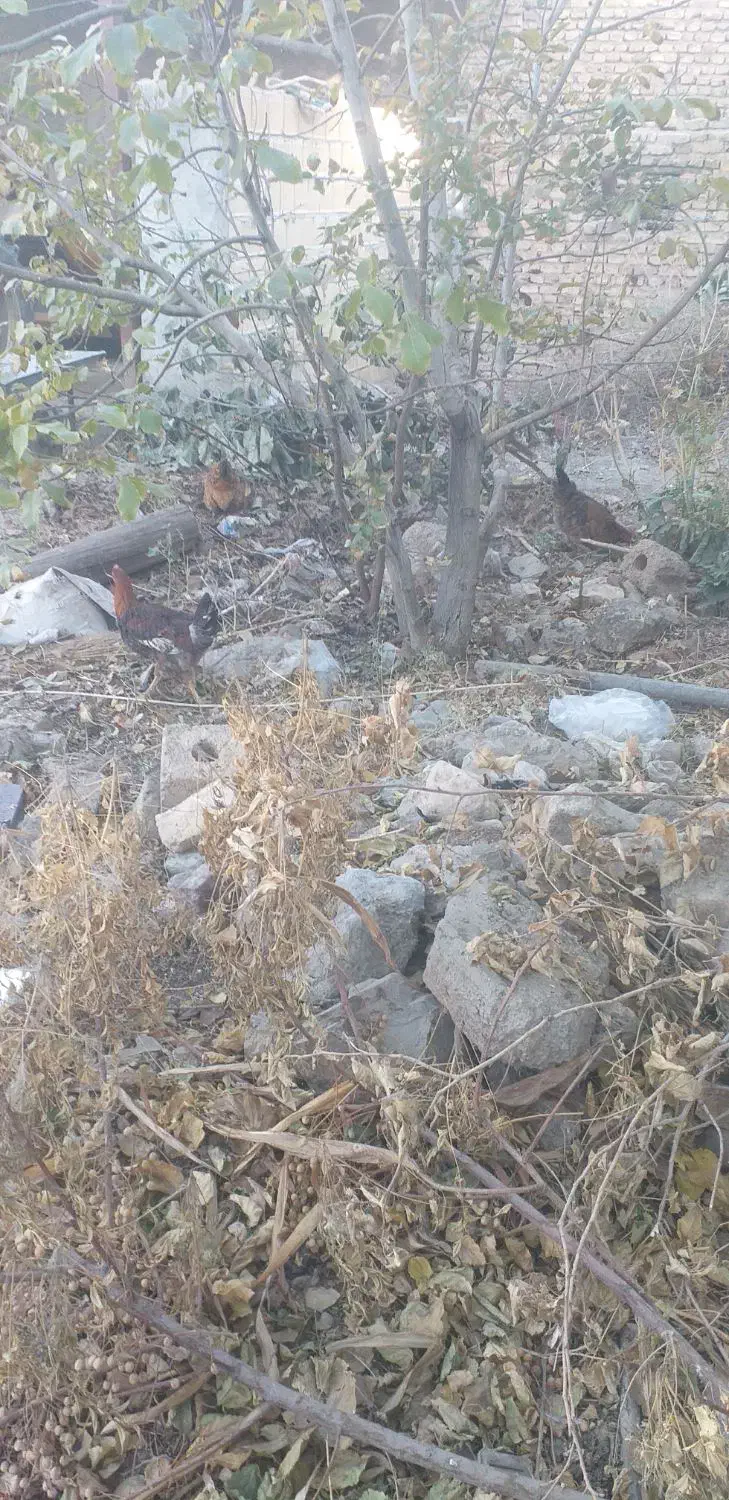 مرغ و خروس|حیوانات مزرعه|فولادشهر, زاینده رود|دیوار