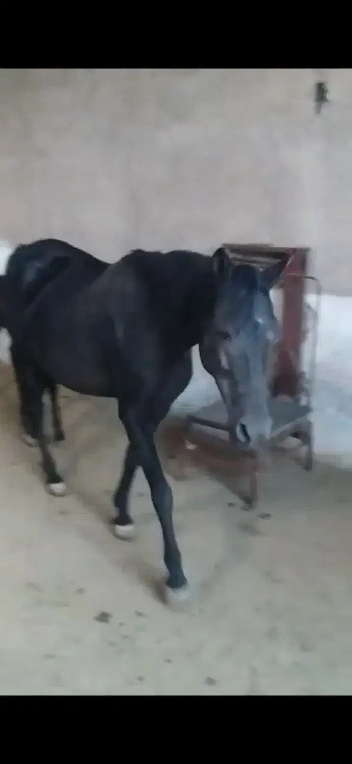 مادیان|اسب و تجهیزات اسب‌سواری|قرچک, داوود آباد|دیوار