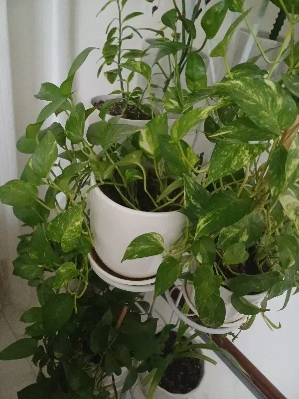 استند گل|گل و گیاه طبیعی|اندیشه, شهرک مریم|دیوار