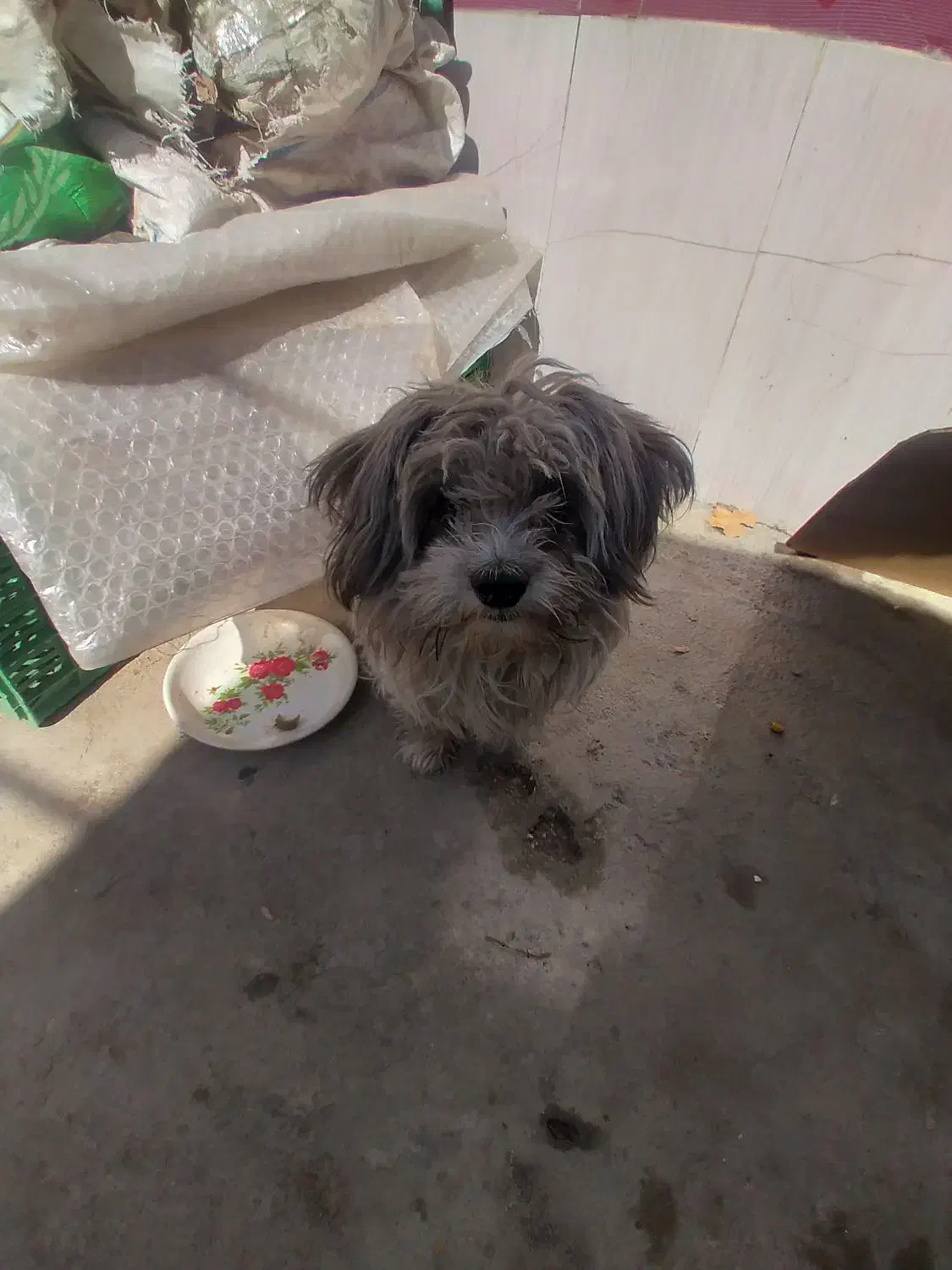 سک شیتزو شناسانه دار|سگ|میاندوآب, |دیوار