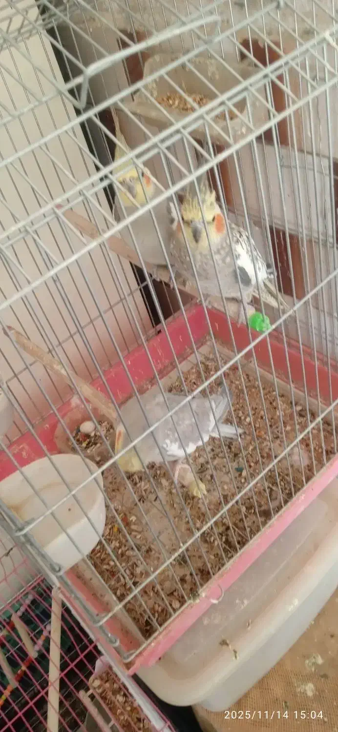 فروش دوجفت عروس هلندی|پرنده|ملایر, |دیوار