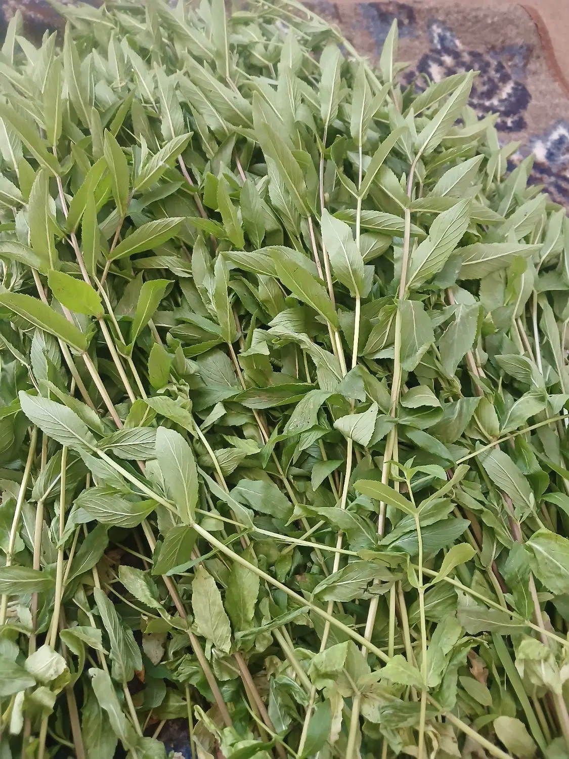 نعناع|خوردنی و آشامیدنی|نوشین شهر, |دیوار