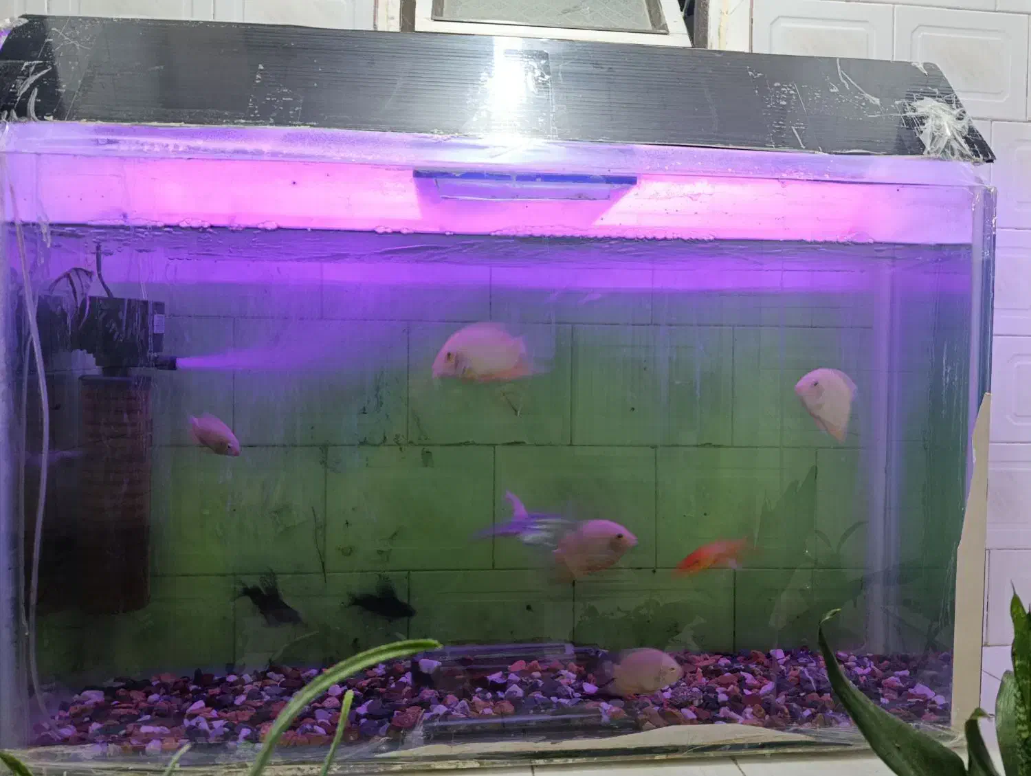 اکواریم ماهی|ماهی|قائن, |دیوار