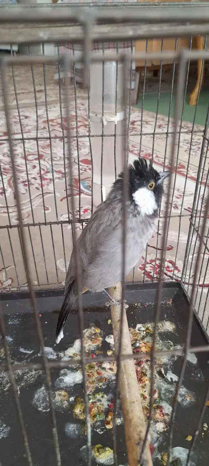 پرنده|پرنده|فولادشهر, A6|دیوار