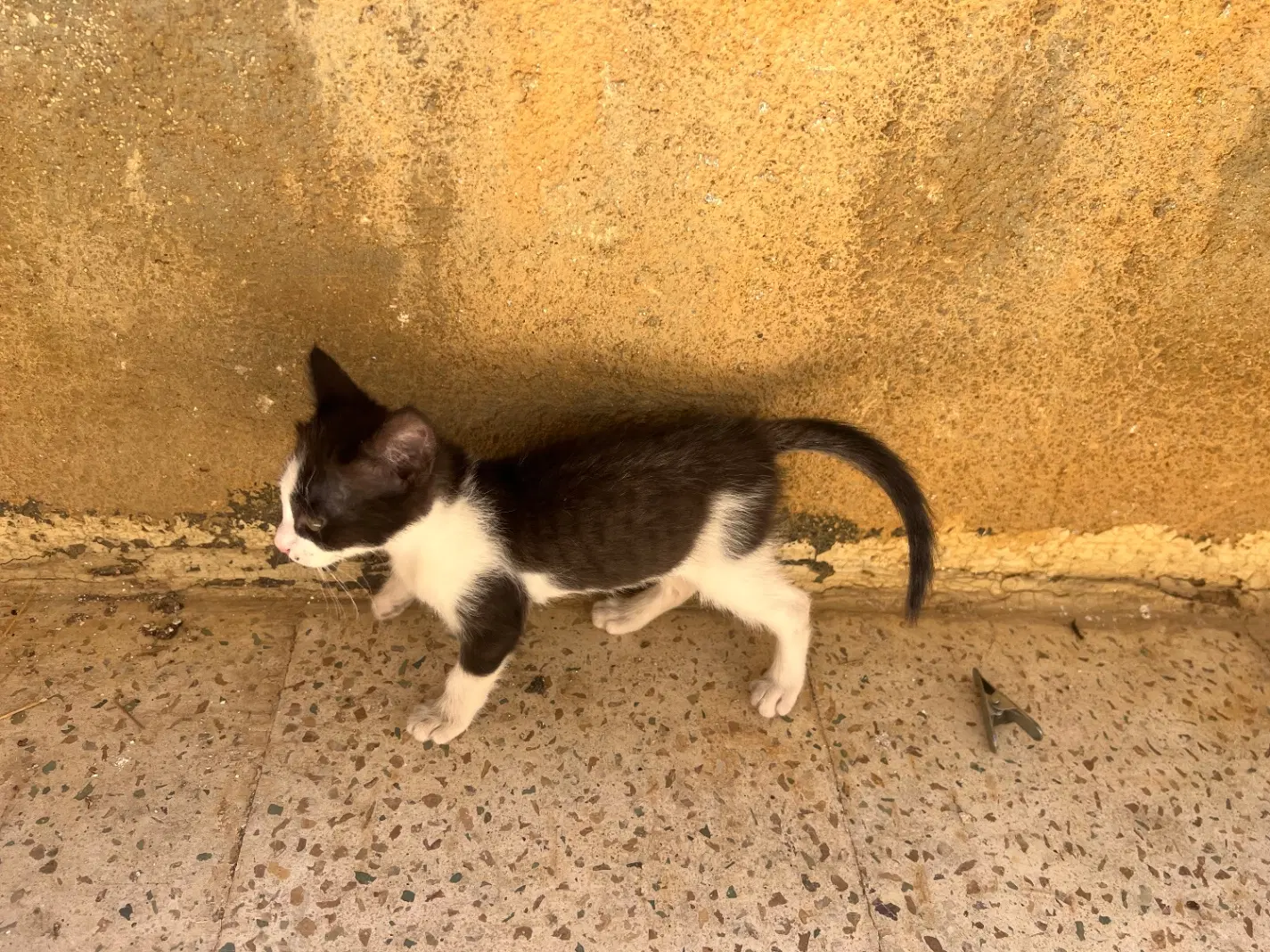 گربه|گربه|مهاباد (آذربایجان غربی), |دیوار