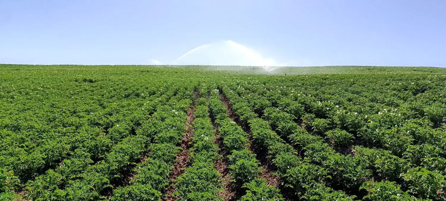 زمین کشاورزی آبی دیواندره سیستم آبیاری بارانی|فروش دفتر صنعتی، کشاورزی، تجاری|دیواندره, |دیوار