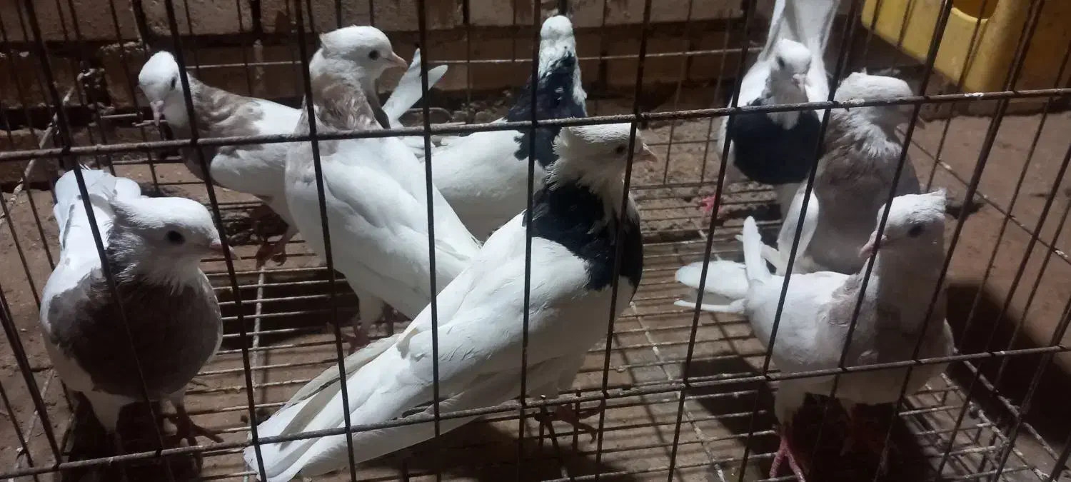 پرنده طوقی|پرنده|حمیدیه, |دیوار