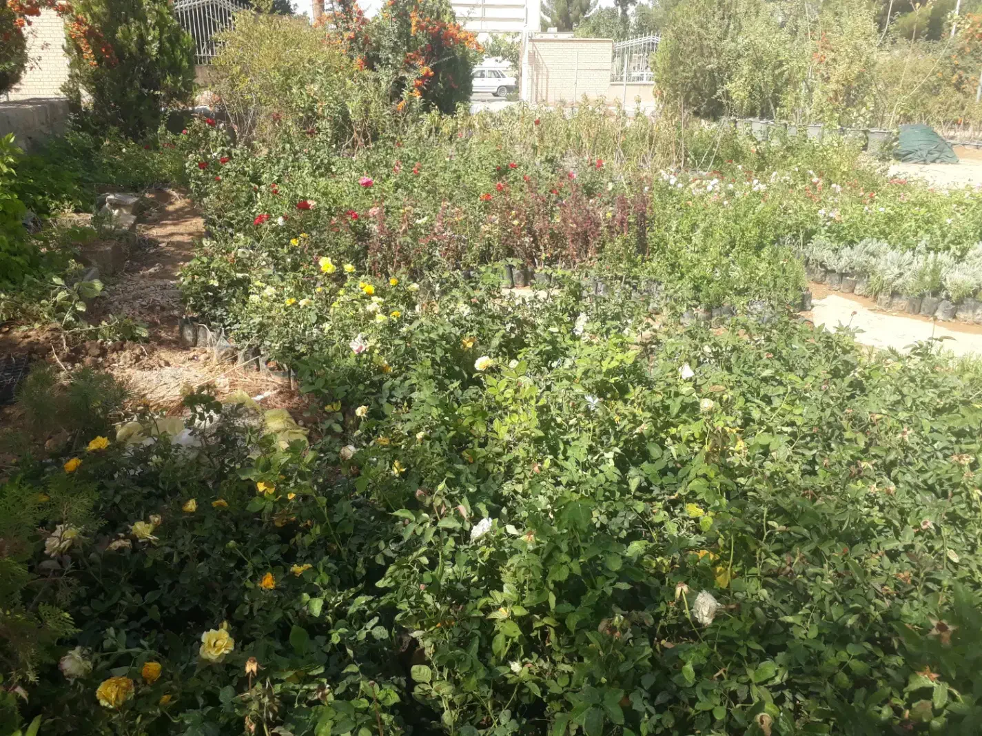 فروش انواع گل رز هلندی رونده ساناز بدون واسطه|گل و گیاه طبیعی|بجنورد, |دیوار