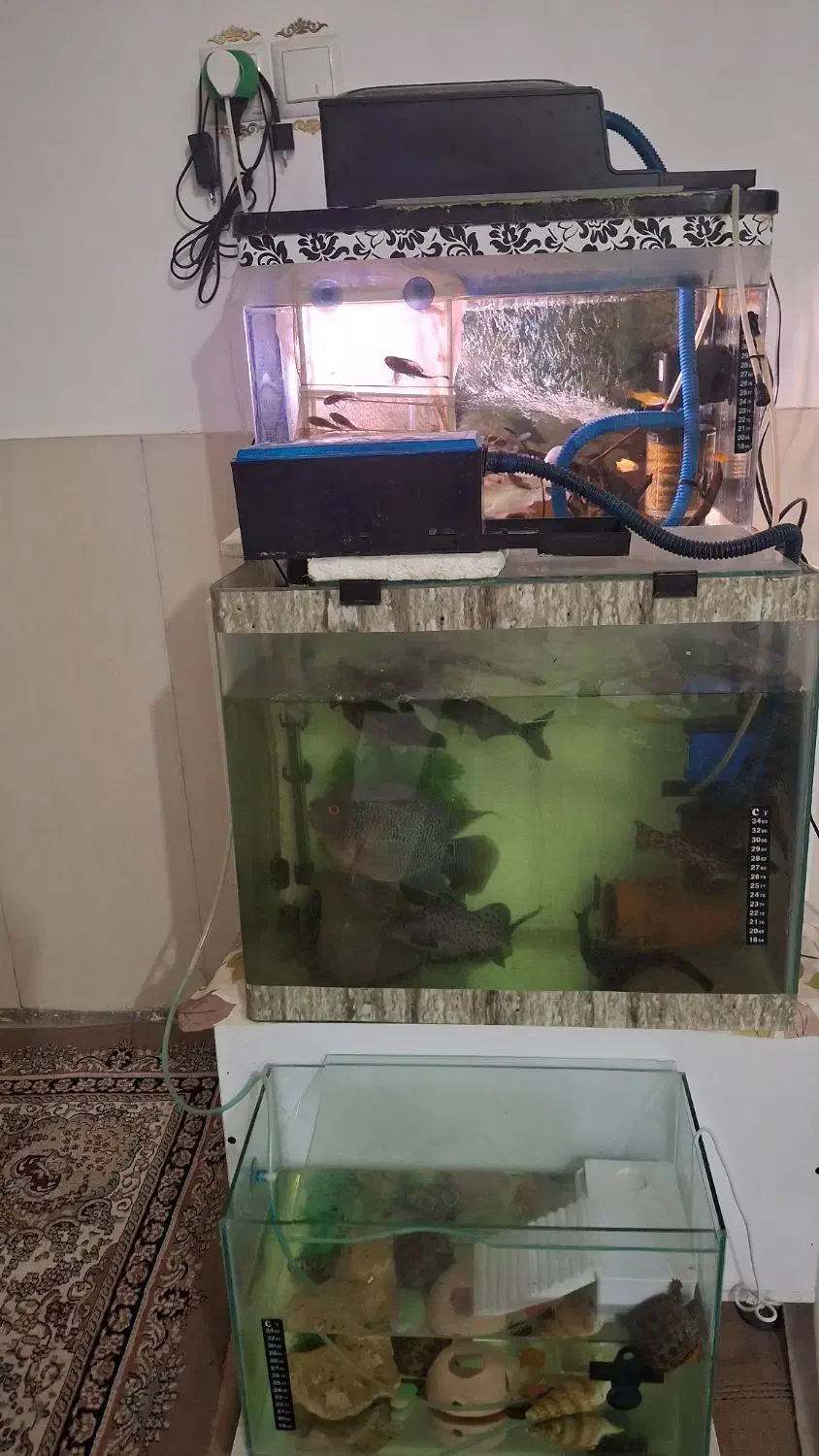 آکواریوم زیبا|ماهی|تایباد, |دیوار