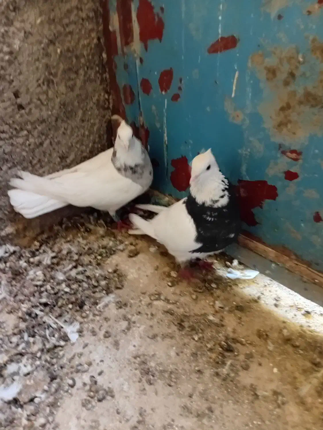 یک جفت طوقی کرمانشاهی|پرنده|پاسارگاد, |دیوار