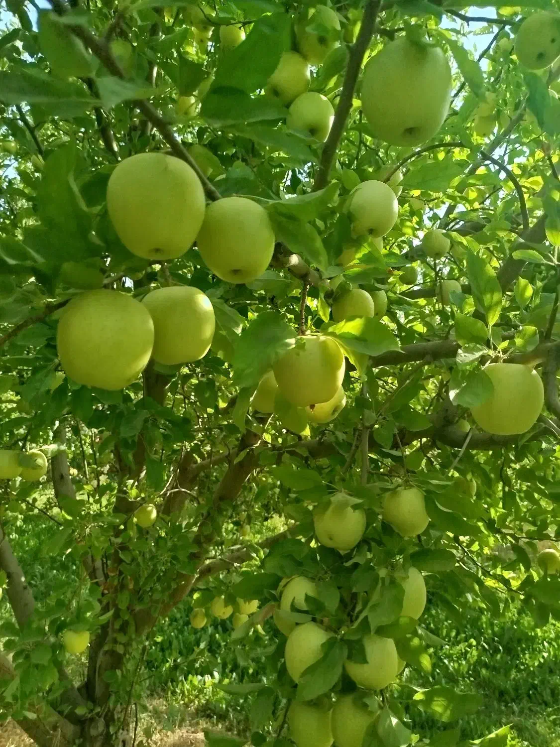 زمین و باغ|فروش زمین و ملک کلنگی|اشترینان, |دیوار