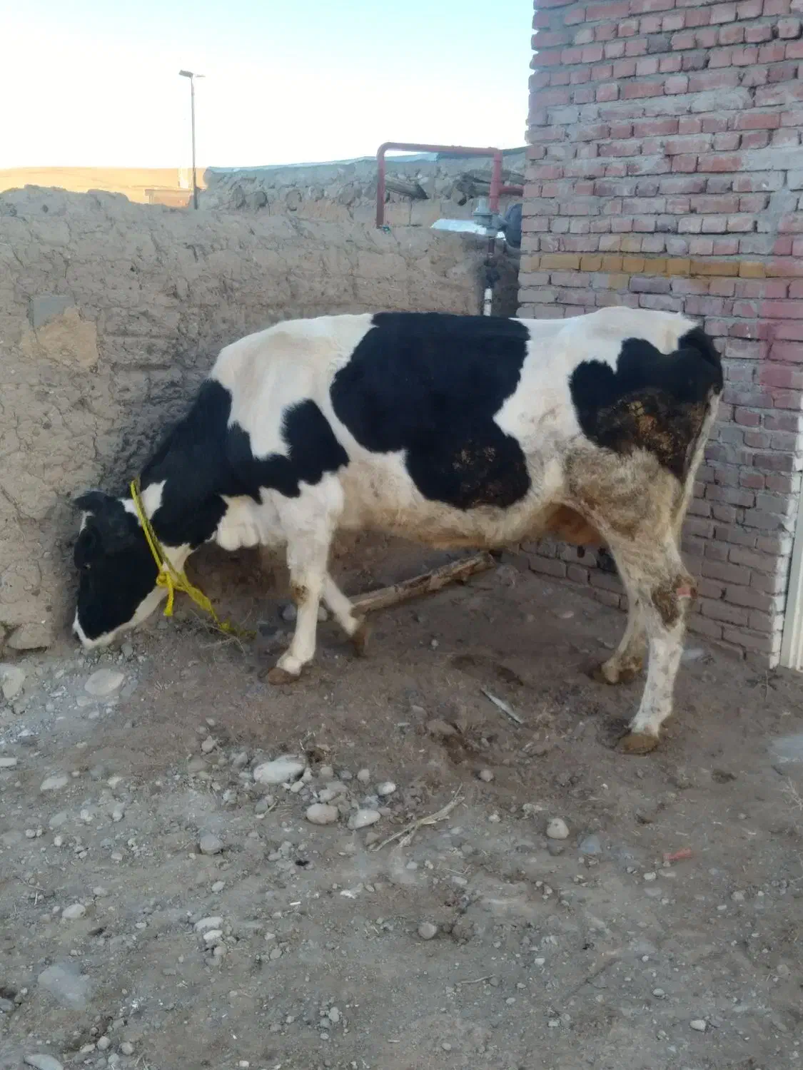 گاو جوان گوشتی شیری|حیوانات مزرعه|نظر کهریزی, |دیوار