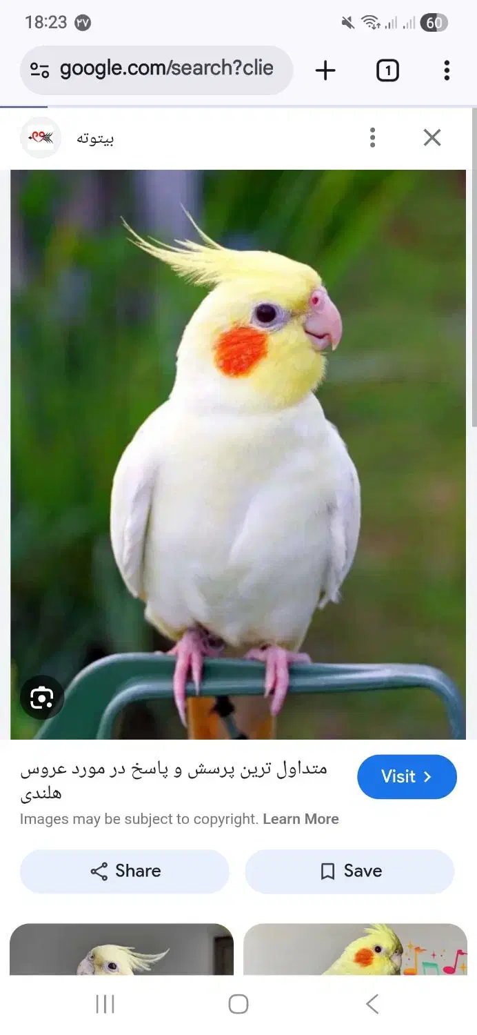 عروس هلندی گمشده|حیوانات|بهبهان, |دیوار