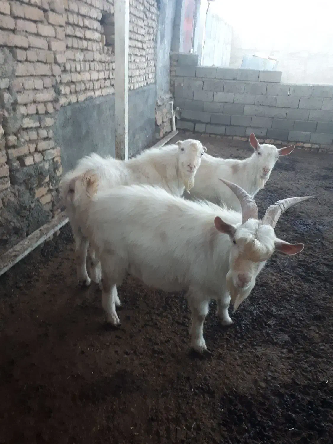 سانن|حیوانات مزرعه|رضویه, |دیوار