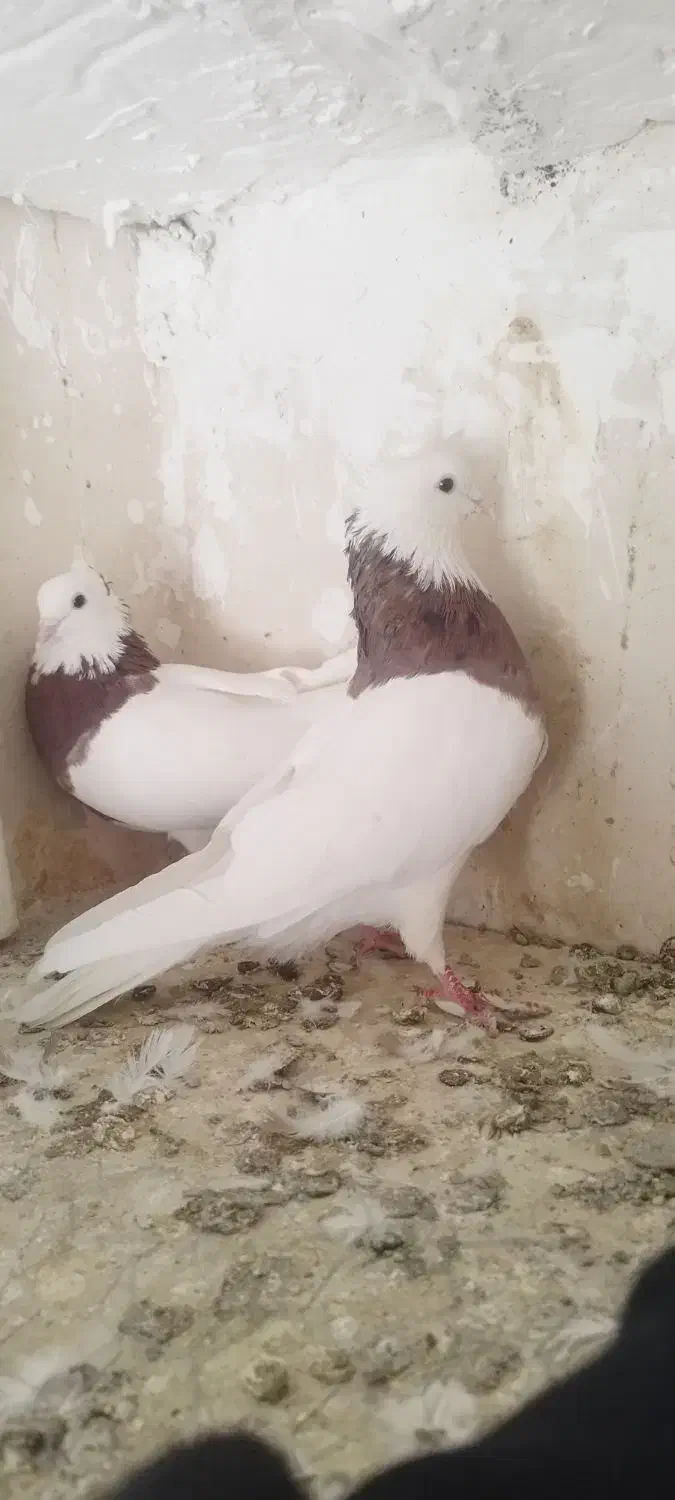 کبوتر طوقی مهر|پرنده|محمدشهر, محمدشهر|دیوار