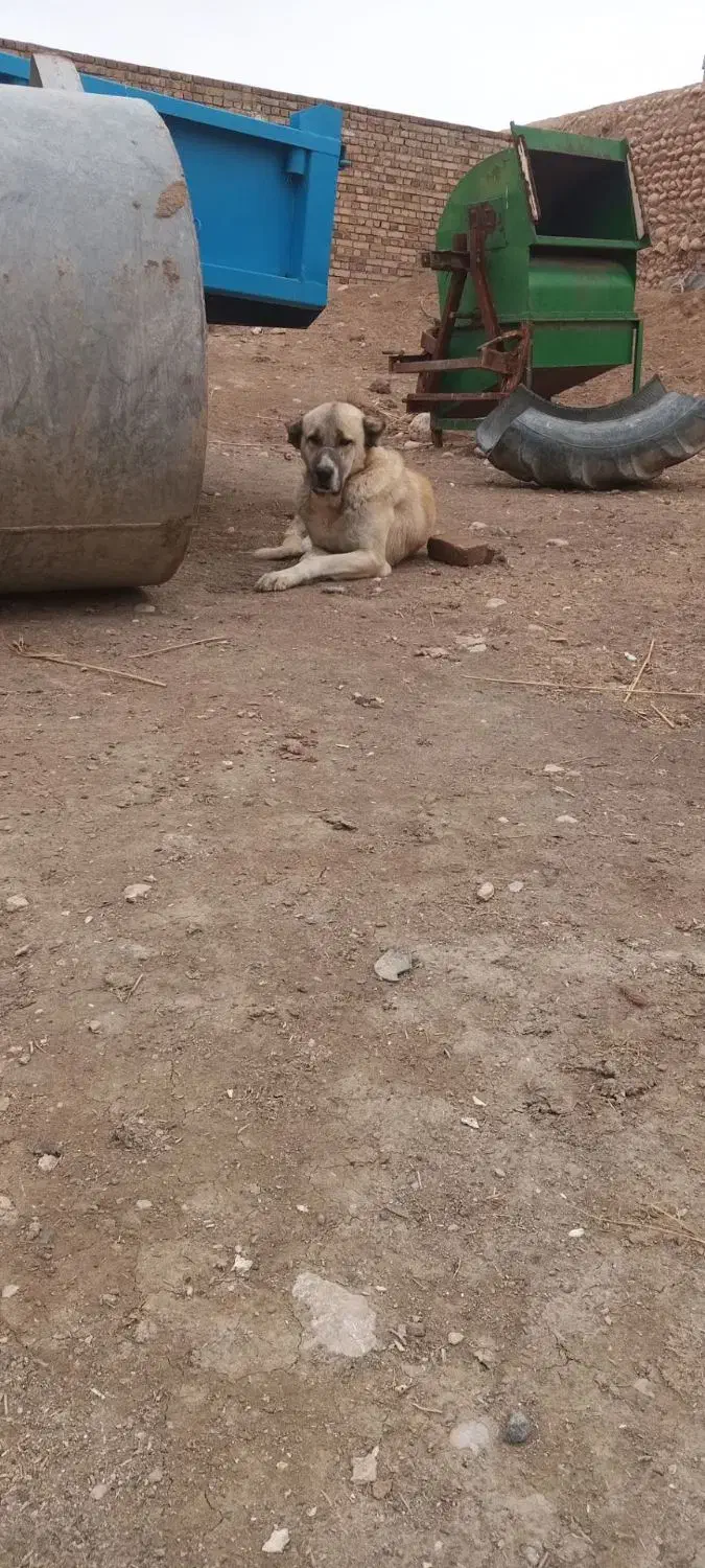 سگ سرابی نگهبان|سگ|ساوه, |دیوار