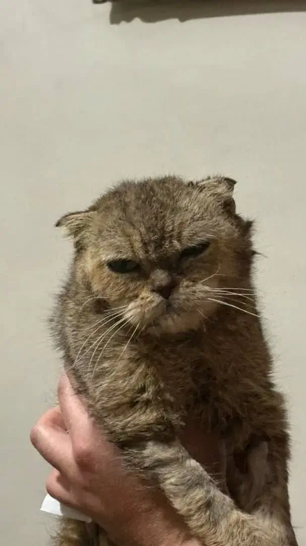 گربه|گربه|ملارد, |دیوار