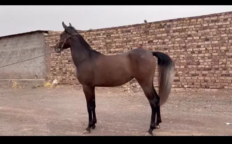 اسب فروشی|اسب و تجهیزات اسب‌سواری|سیرجان, |دیوار