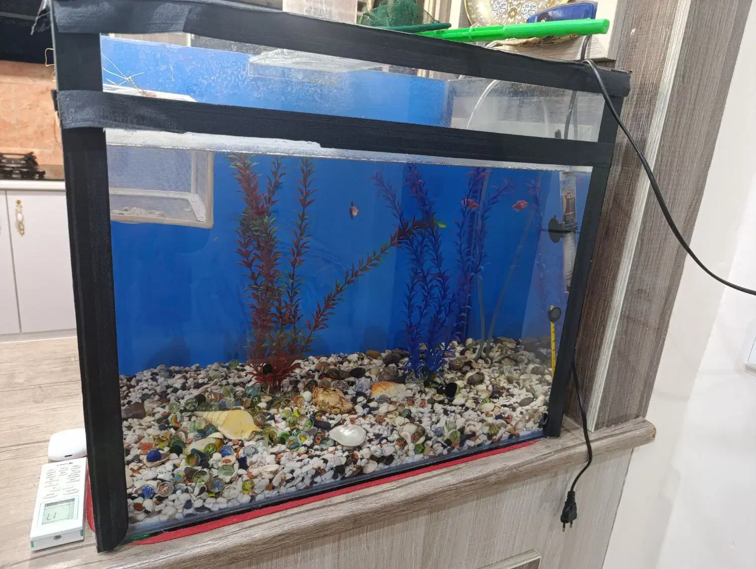 اکواریوم|ماهی|شوشتر, |دیوار