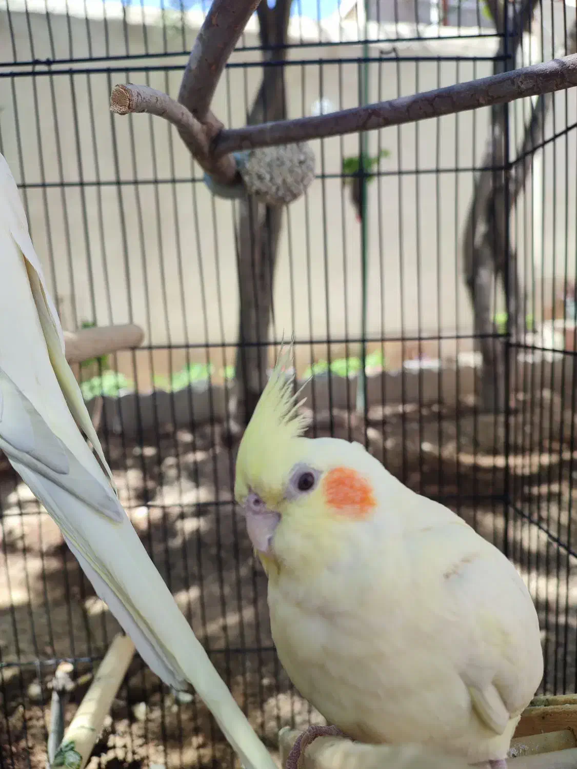 عروس هلندی|پرنده|فشاپویه, |دیوار