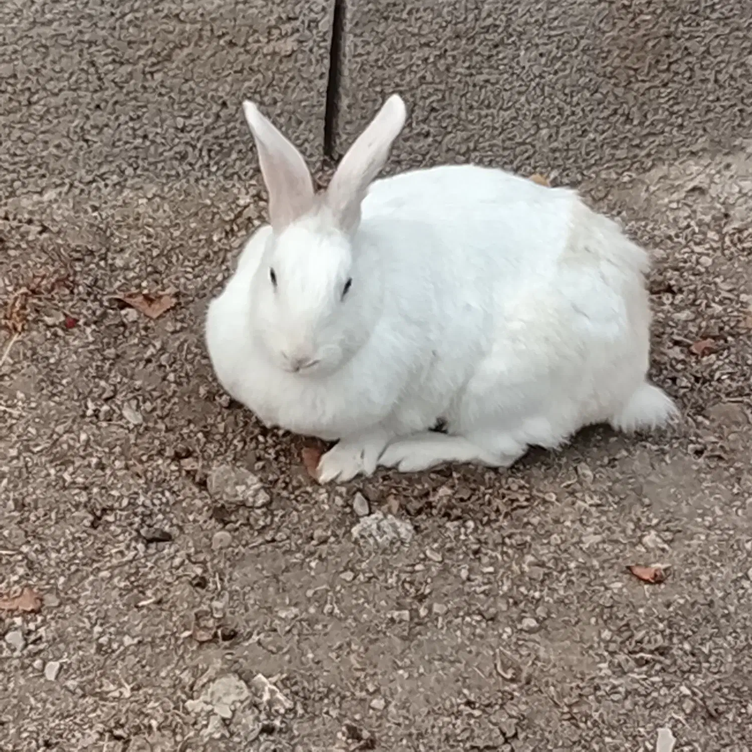 خرگوش چاق و چله و مناسب سرگرمی|موش و خرگوش|ماهدشت, |دیوار