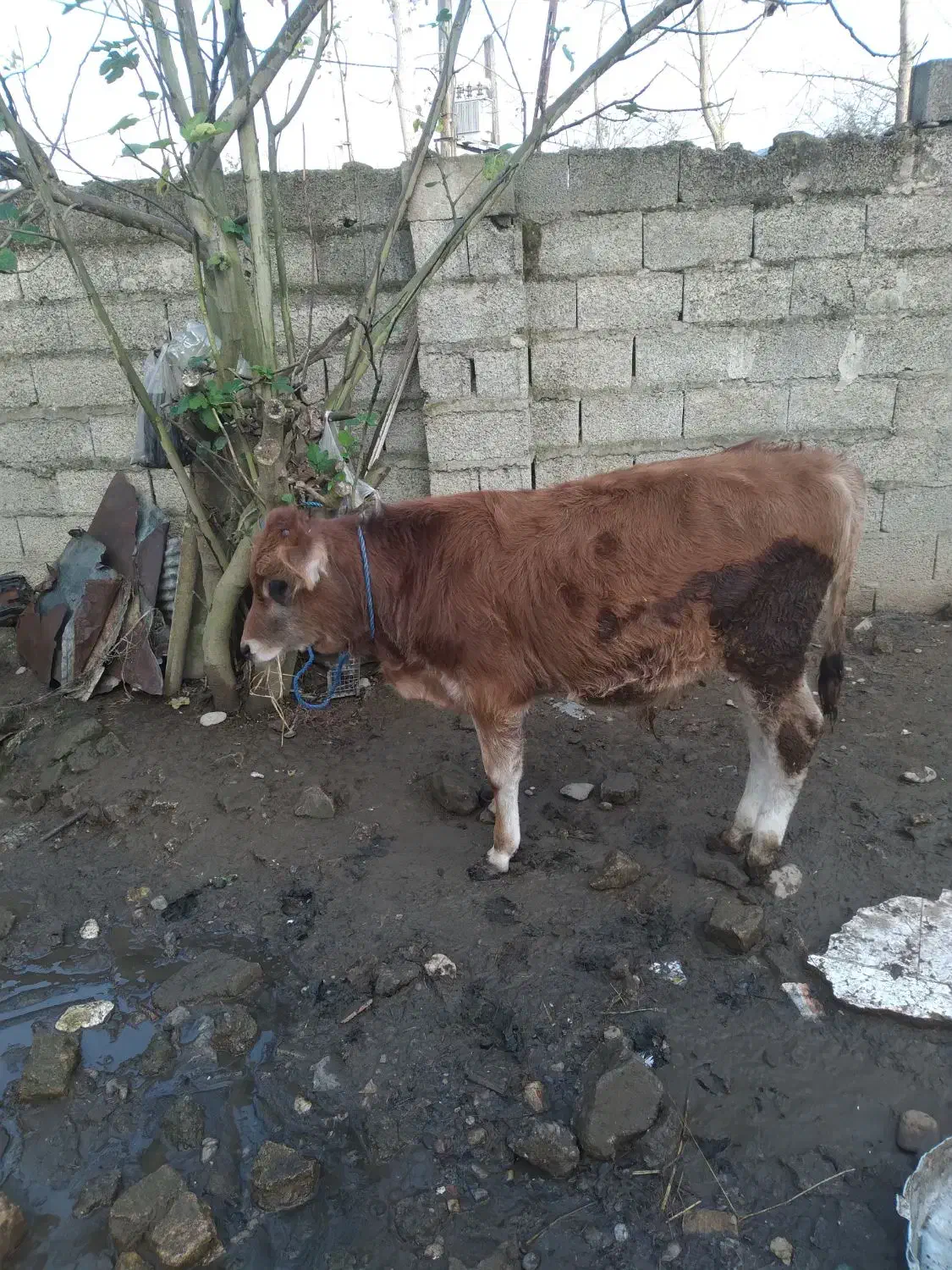 گوساله نر جرسی|حیوانات مزرعه|تولم شهر, |دیوار