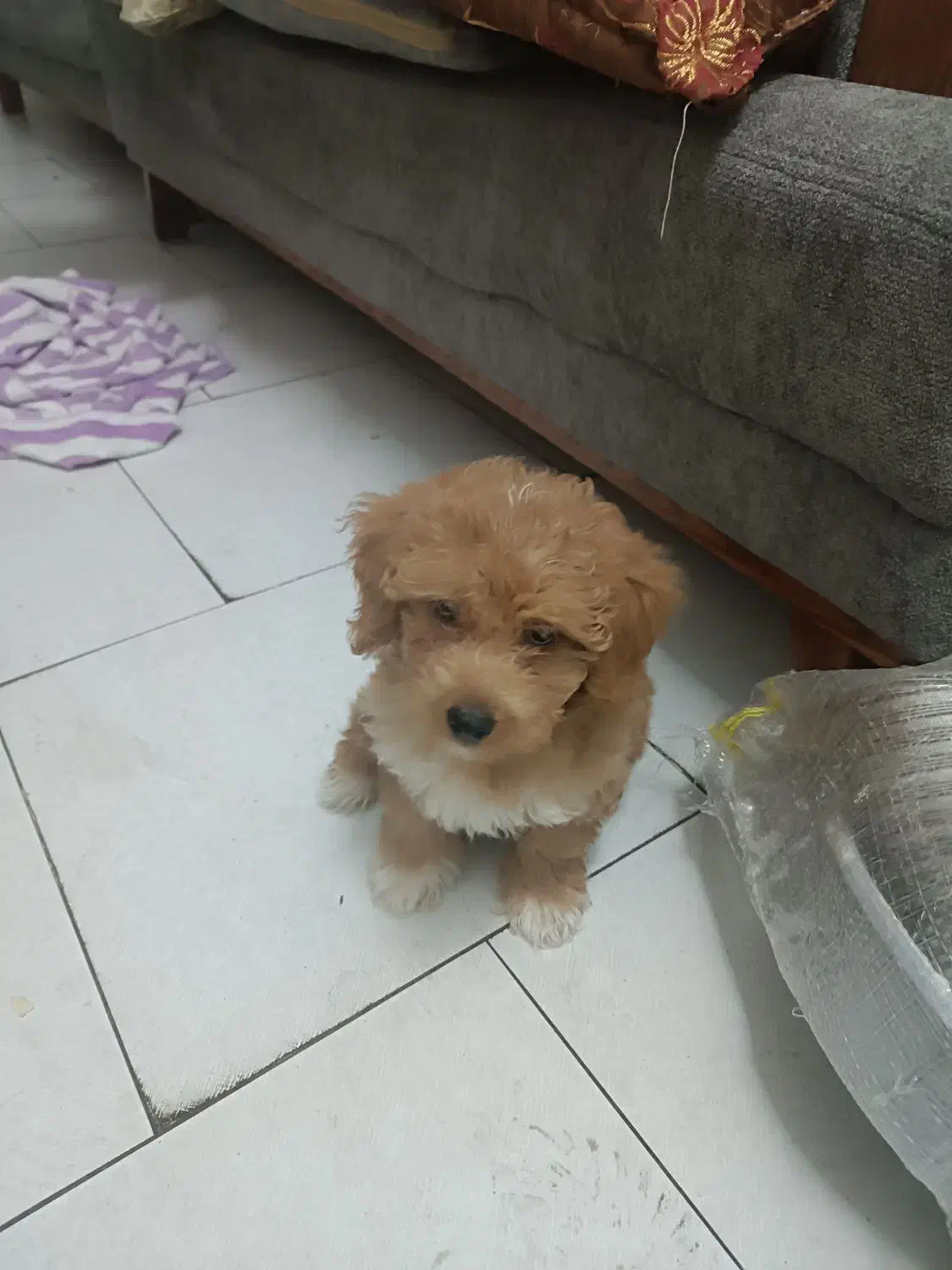 توی پودل|سگ|کرج, حصارک بالا|دیوار