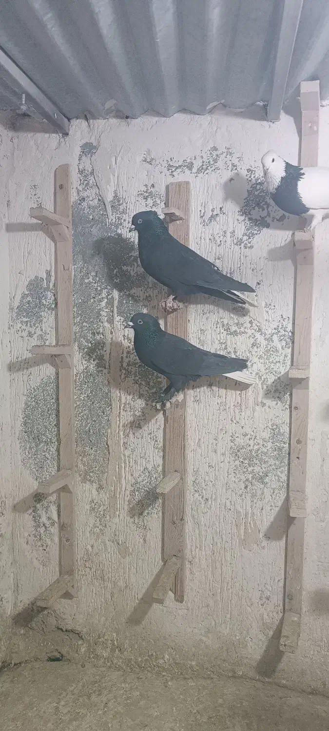 سلام پنج تا نر سوراخ|پرنده|کرمان, |دیوار