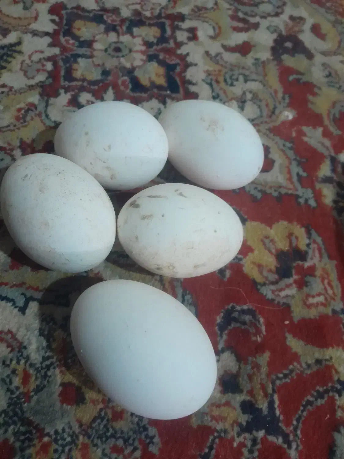 تخم غاز|حیوانات مزرعه|زابل, |دیوار