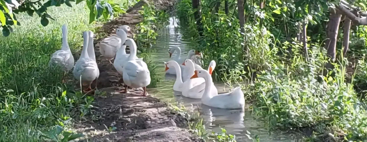 قوغاز|حیوانات مزرعه|ارومیه, |دیوار