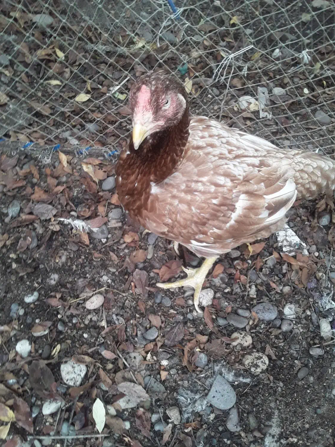 مرغ لاری|حیوانات مزرعه|رشت, فلسطین|دیوار