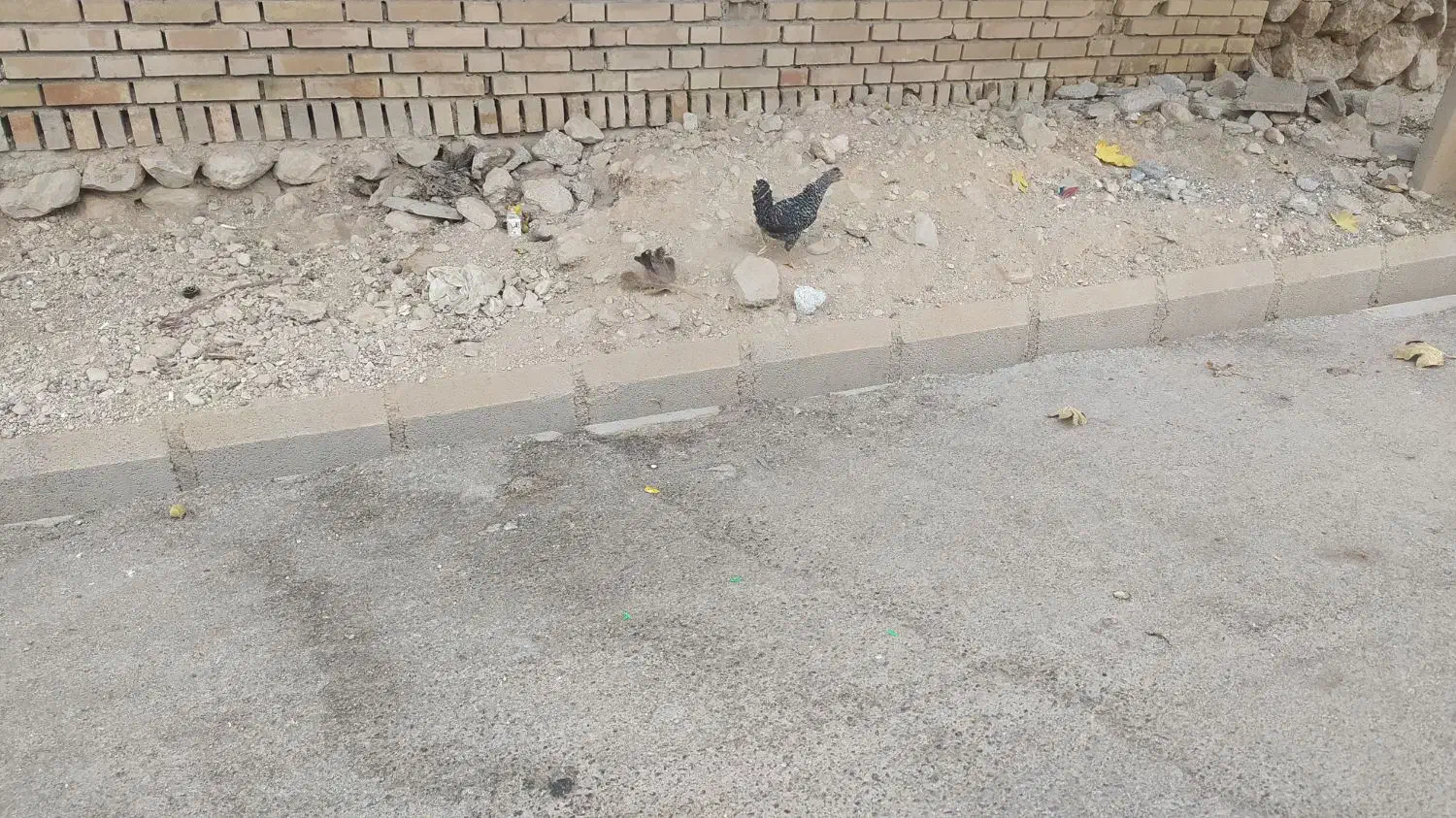 تعدادی مرغ تخم گذار قلعه تل|حیوانات مزرعه|باغ ملک, |دیوار