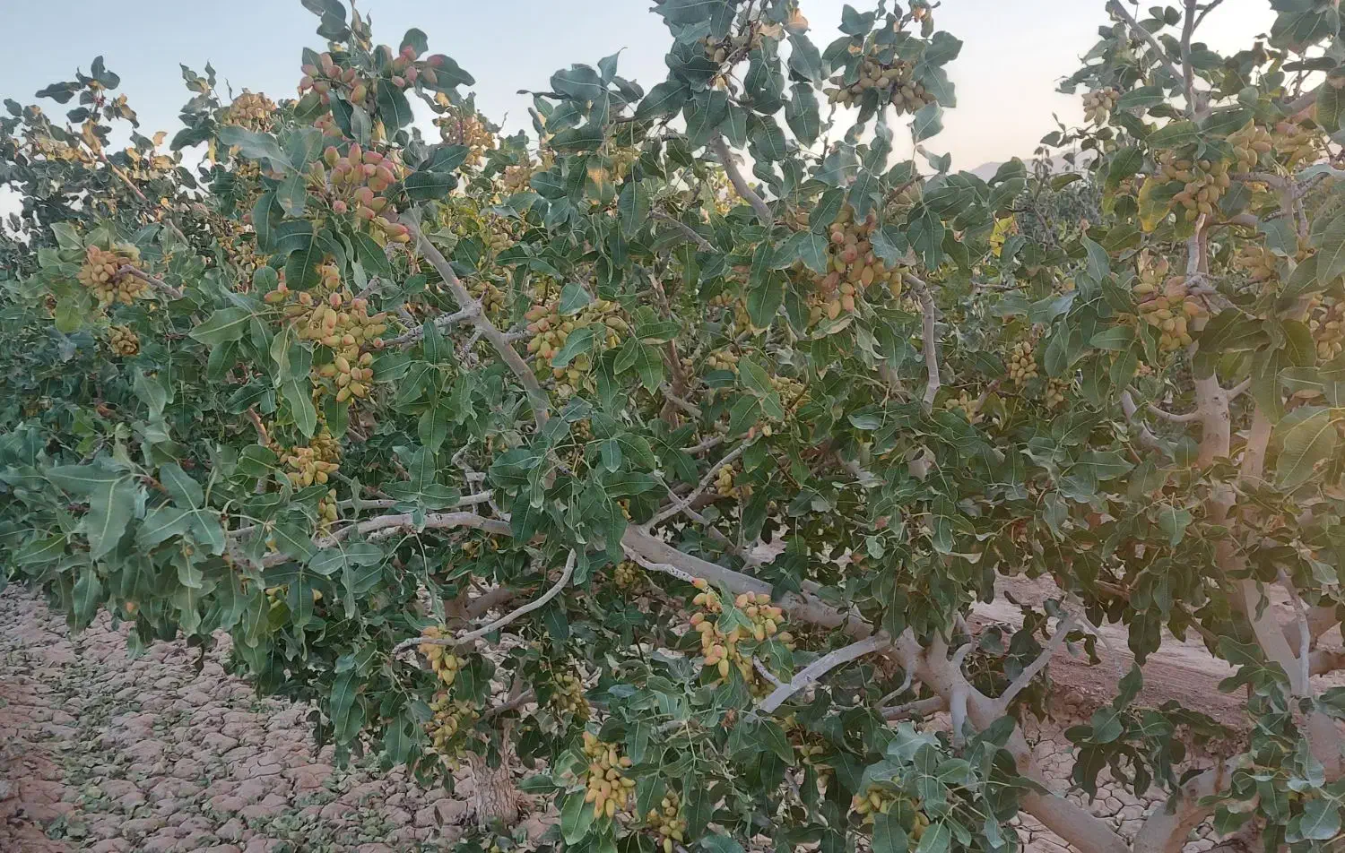 باغ پسته اکبری با امکانات کامل|فروش دفتر صنعتی، کشاورزی، تجاری|یزد, |دیوار