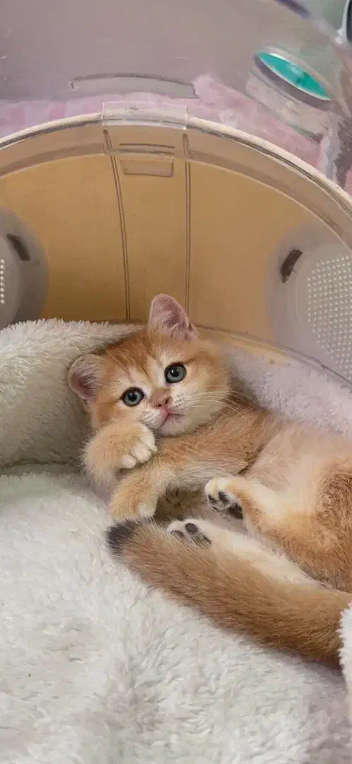 مجموعه میوهاپ/ خرید گربه برتیبش و اسکاتیش و پرشین|گربه|مشهد, سجاد شهر|دیوار