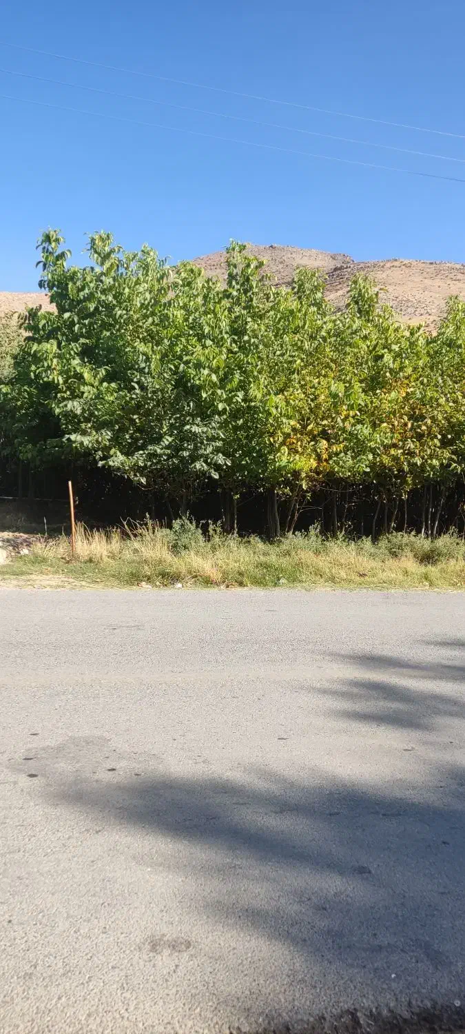 فروش نهال گردو|خدمات باغبانی و درختکاری|الشتر, |دیوار