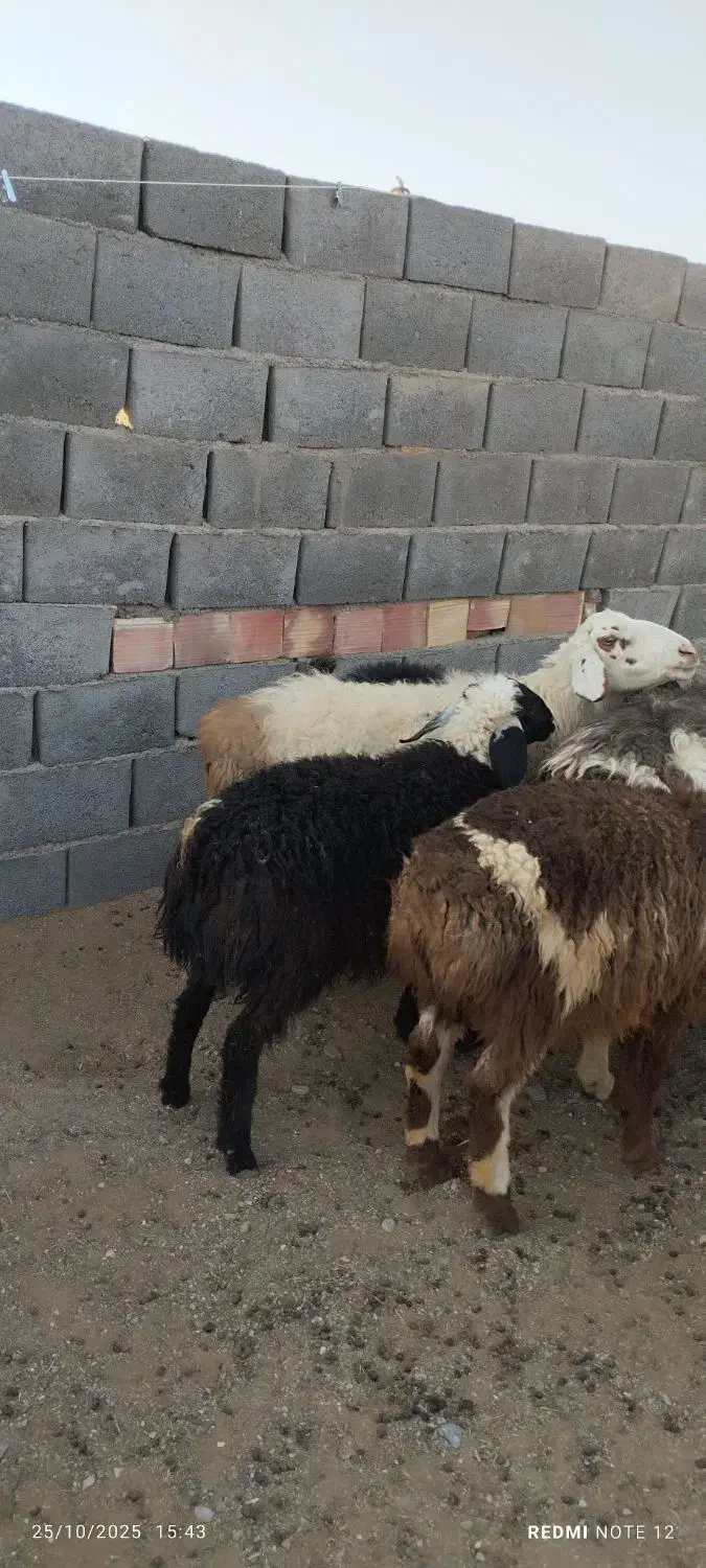 بره و بزغاله نرسبک|حیوانات مزرعه|قائن, |دیوار