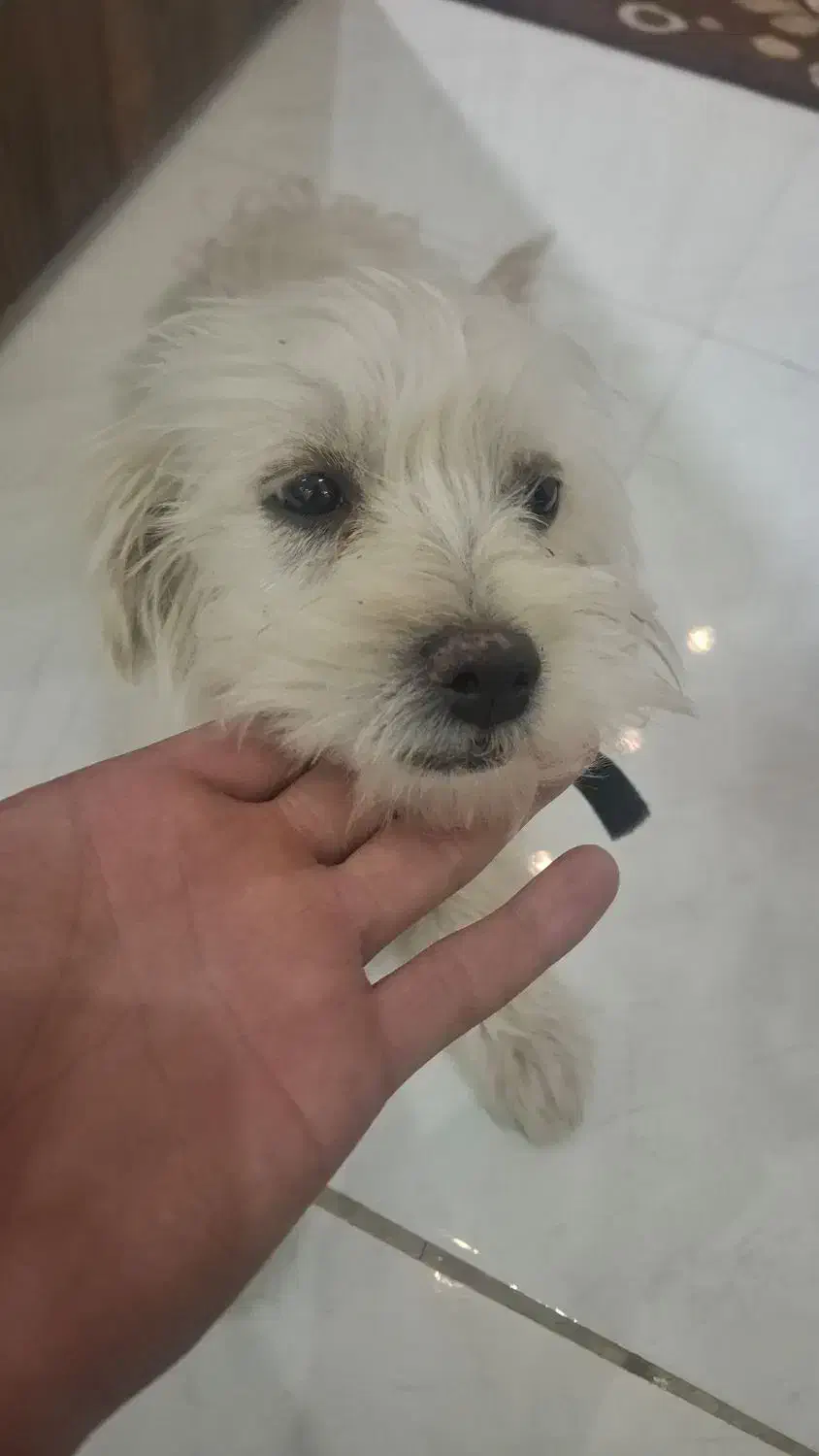 سگ شیتزو|سگ|شاهرود, |دیوار