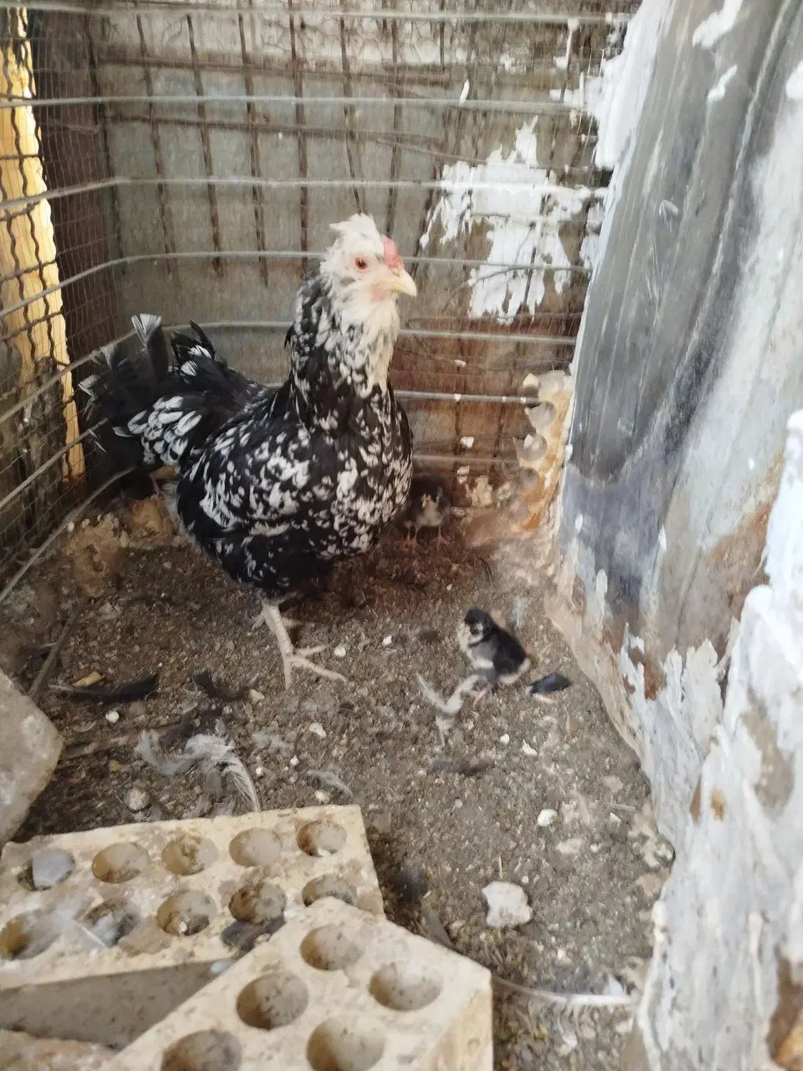 تخم نطفه دار گلین|حیوانات مزرعه|اسلامشهر, مطهری|دیوار