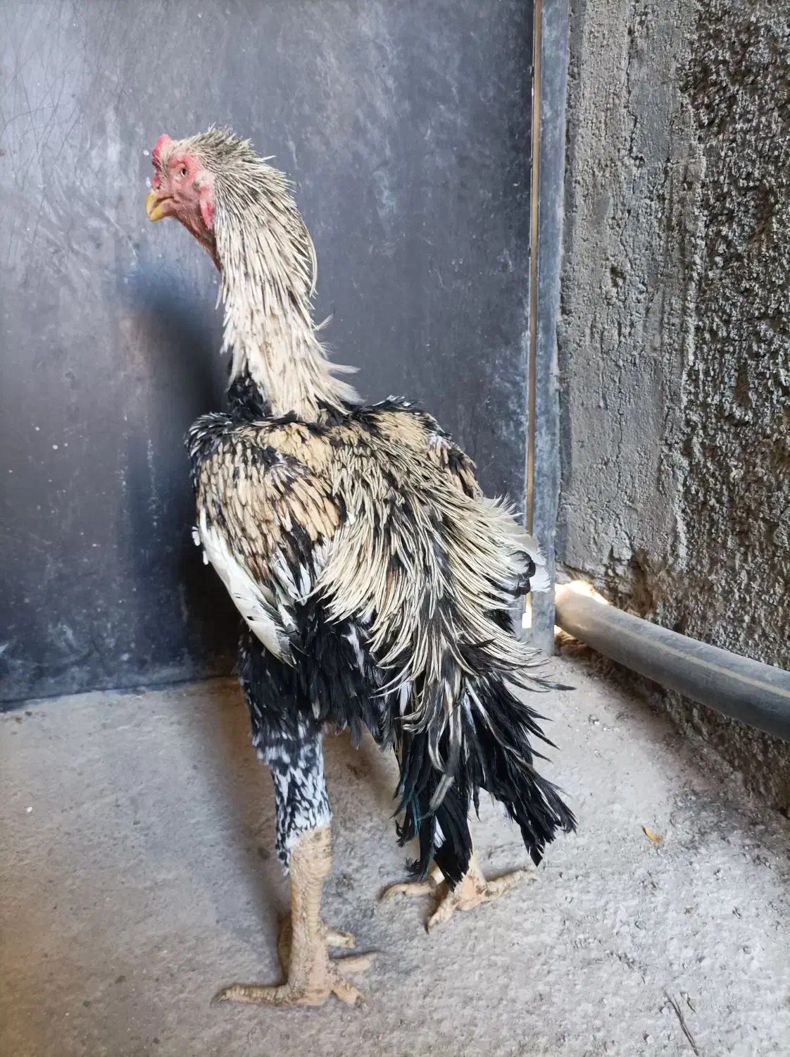 خروس لاری|حیوانات مزرعه|تنکمان, |دیوار