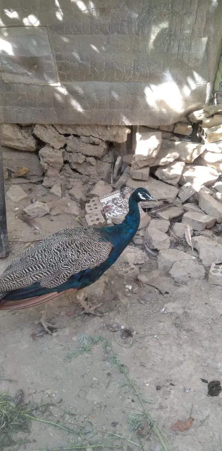 گمشده|حیوانات|همدان, |دیوار