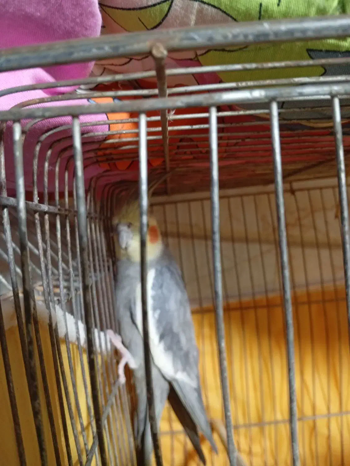 عروس هلندی نر|پرنده|تهران, جوادیه|دیوار