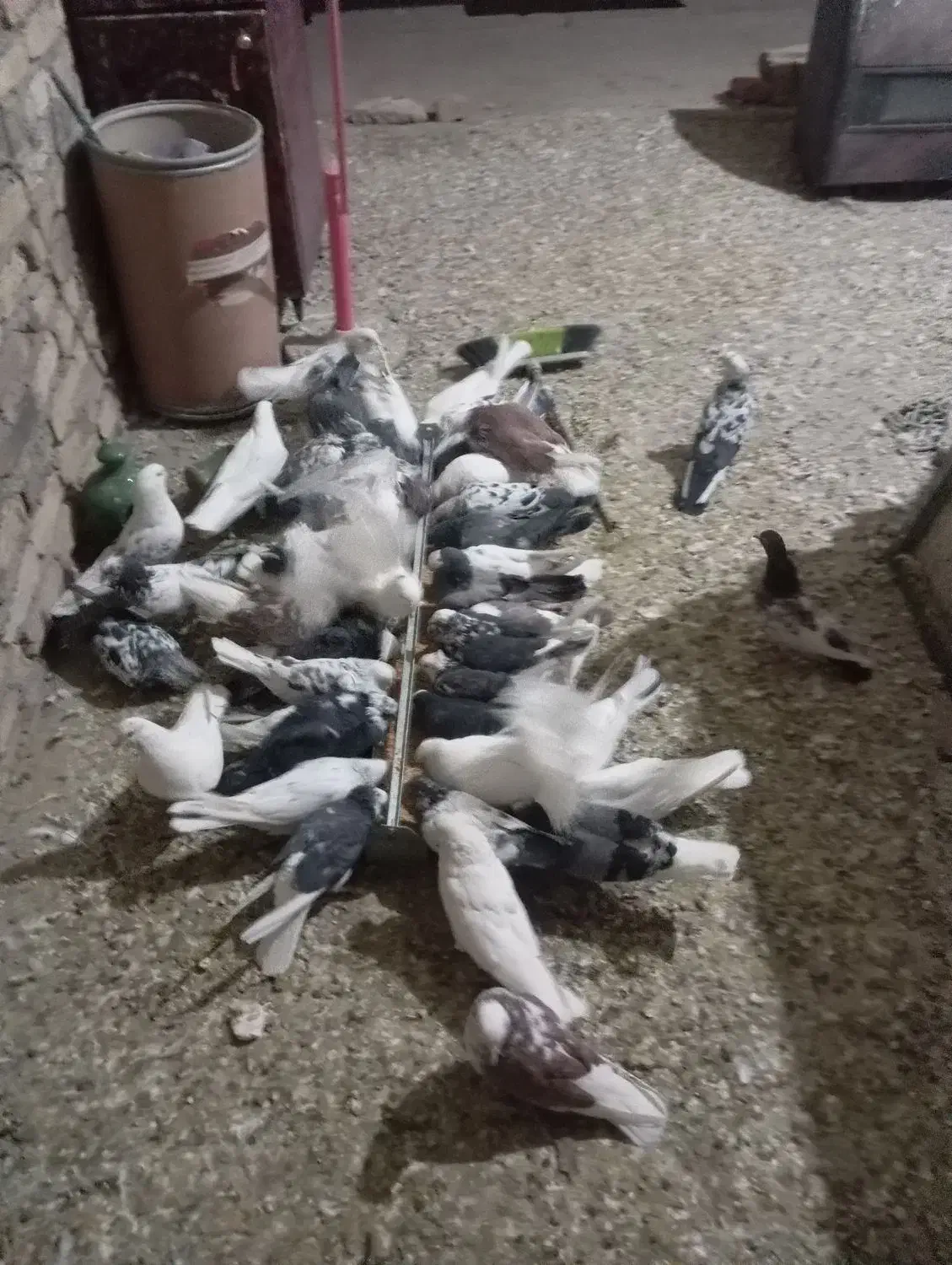 کبوتر پرشی|پرنده|رباطکریم, رباطکریم|دیوار