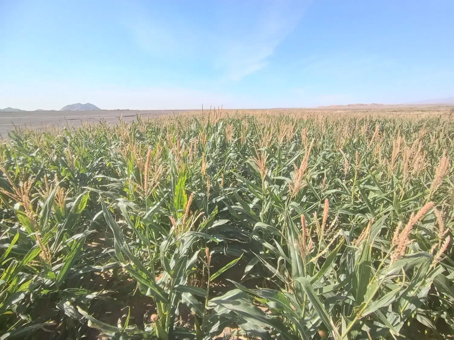 ذرت علوفه ای فروشی|حیوانات مزرعه|باشتین, |دیوار