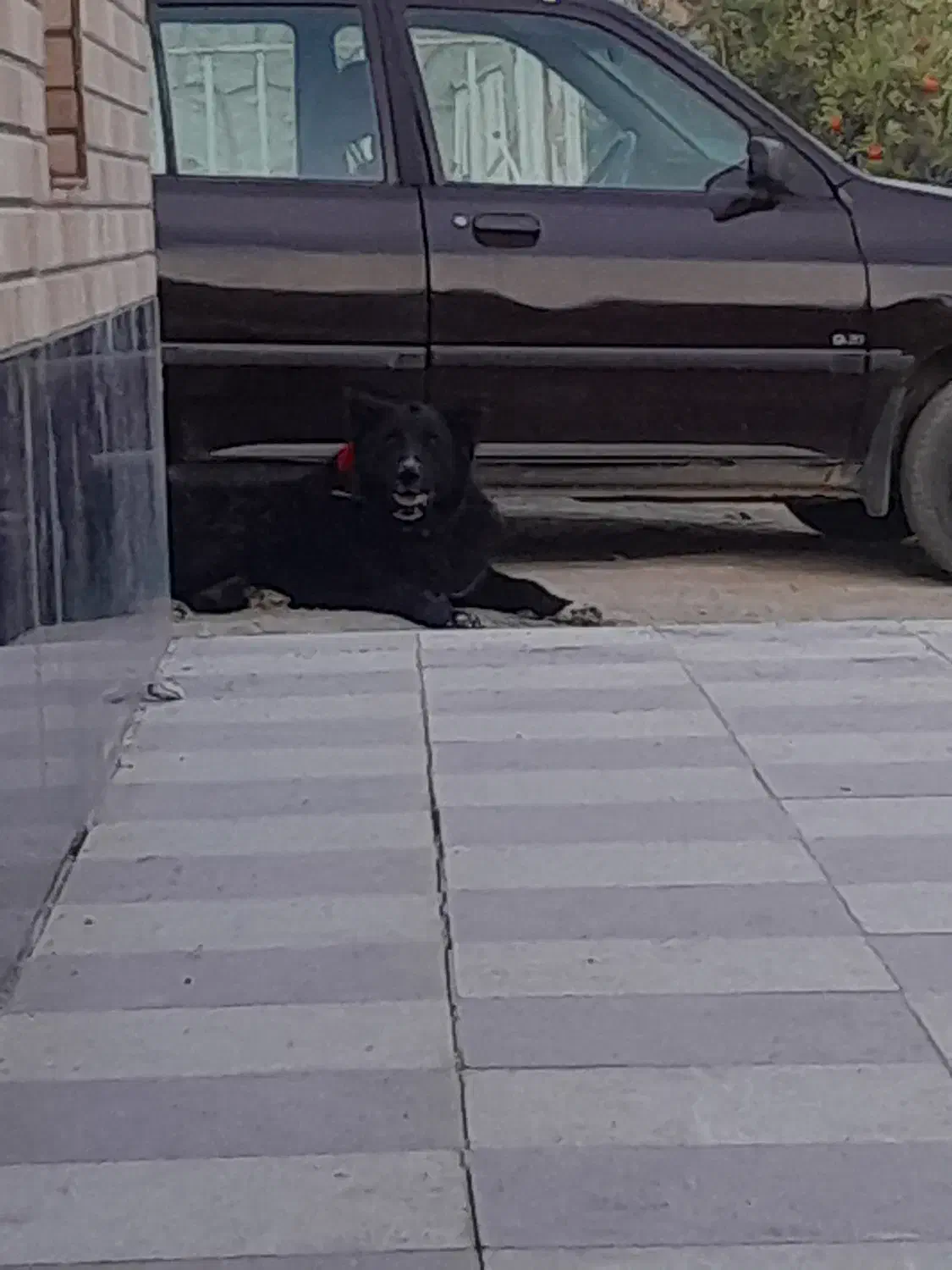 واگذاری سگ قدرجونی سرومچ دار همه چی تموم|سگ|شهرضا, |دیوار