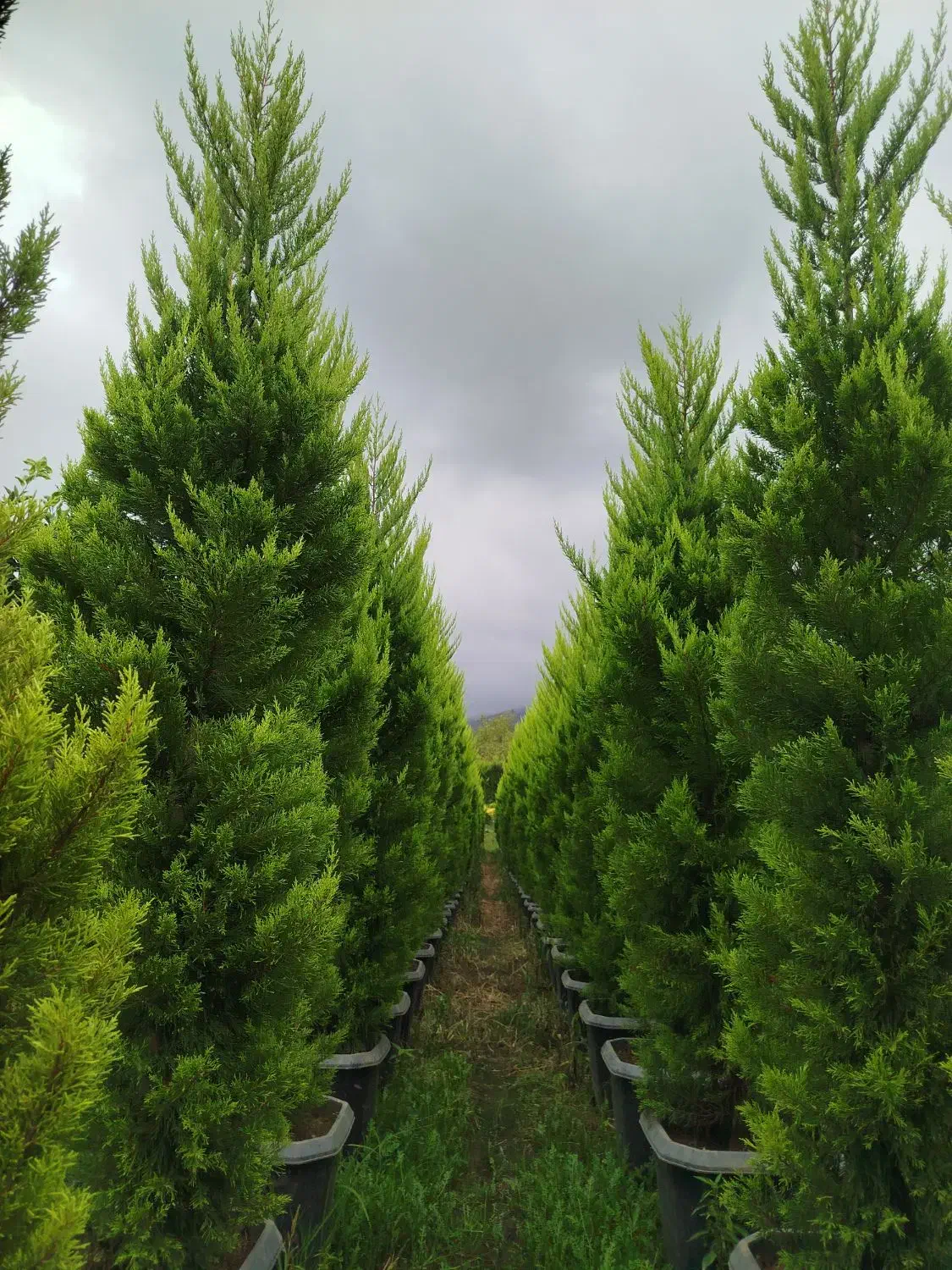 کاج لاوسون سرطلایی|خدمات باغبانی و درختکاری|عباس‌آباد, |دیوار